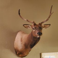 Grand Canyon Wildlife Taxidermy
