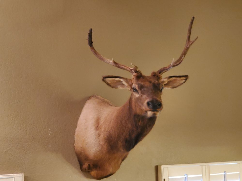 Grand Canyon Wildlife Taxidermy - taxidermy in Peoria, AZ