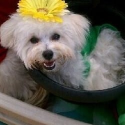 Pets At Heart