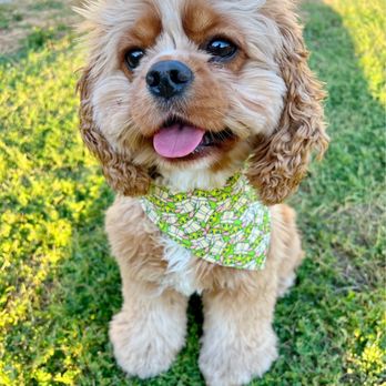Pet Parlor - Dog grooming - Pet Groomers Near Me - Keller, Texas Pet Parlor - Dog grooming - Pet Groomers Near Me - Keller, Texas