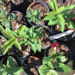 Earth Sangha Wild Plant Nursery - Purple Milkweed: Monarch Butterfly heaven!