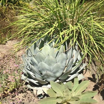 WPA Rock Garden - Lots of interesting succulents - Botanical Gardens Near Me - Sacramento, California