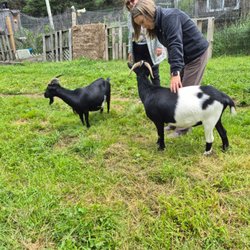 Goat Whisper Farm