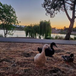 Lake Almaden Trail - Waterbirds near trail