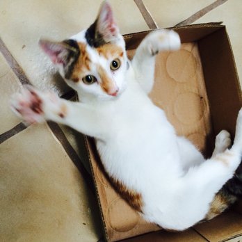Cat Friends - Community Service/Non-Profit Near Me - Honolulu, Hawaii