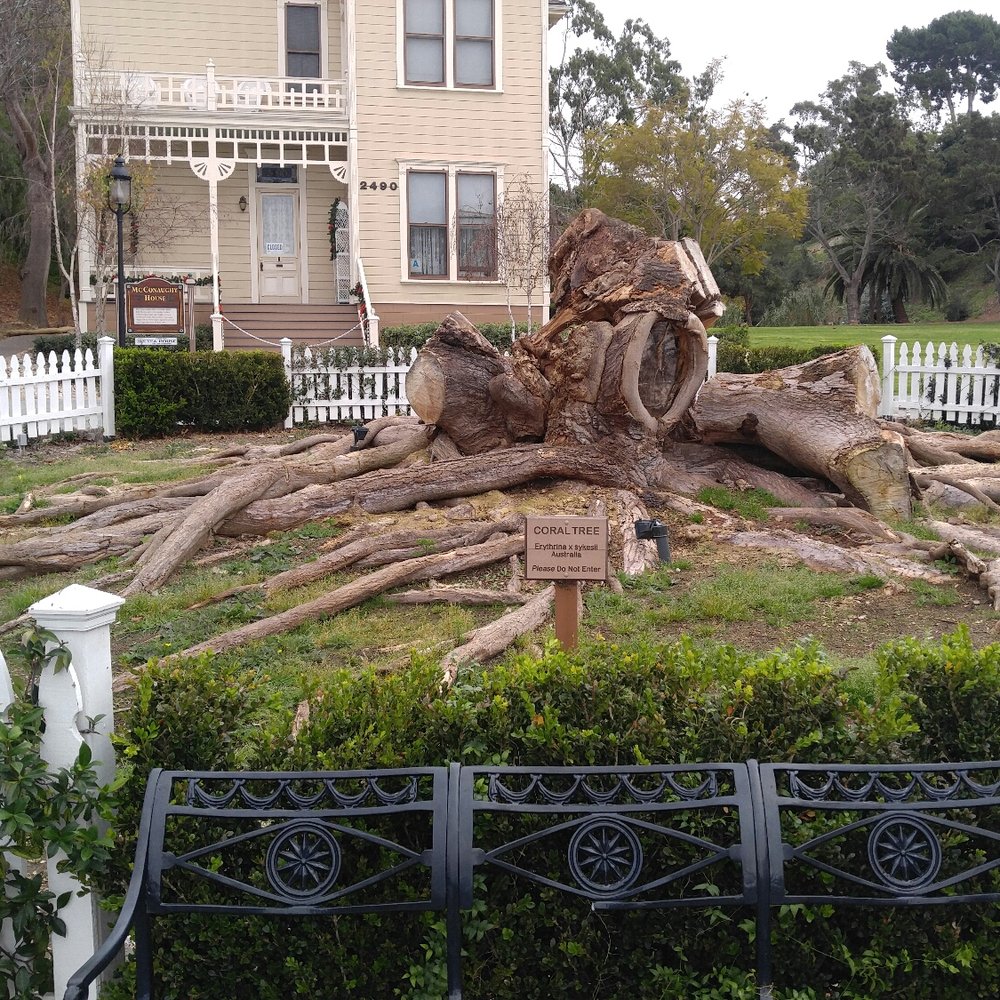 There use to be one fine Coral Tree here. There use to be one fine Coral Tree here.