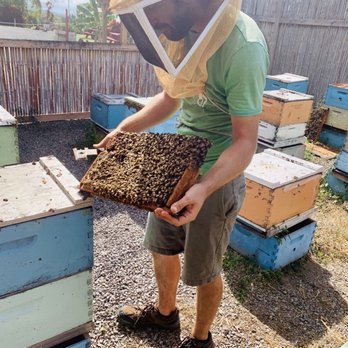 Big Island Bees - Honey Near Me - Captain Cook, Hawaii Big Island Bees - Honey Near Me - Captain Cook, Hawaii