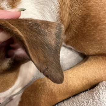 Canine to Five - Pet Groomers Near Me - Detroit, Michigan Canine to Five - Pet Groomers Near Me - Detroit, Michigan