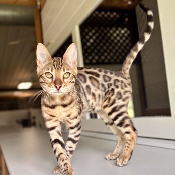 Pawsitively Purrfect Pet Boarding - Pet Boarding Near Me - Miltona, Minnesota Pawsitively Purrfect Pet Boarding - Pet Boarding Near Me - Miltona, Minnesota