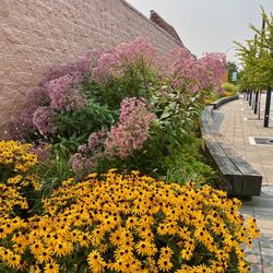 McBurney Plaza - Blessings of Summer!!