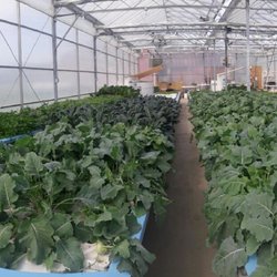 Oasis Aqua Farm