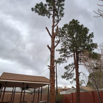 Big Timber Tree's - Half way through a tree removal de branched. - Tree Services Near Me Big Timber Tree's - Half way through a tree removal de branched. - Tree Services Near Me