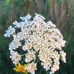 Totem Pole Inn - Martha's Vineyard in bloom