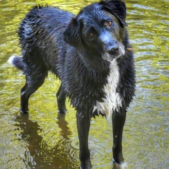 Raintree Veterinary Center - Veterinarians Near Me - Hoquiam, Washington Raintree Veterinary Center - Veterinarians Near Me - Hoquiam, Washington