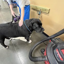 Ruff Inn It - Liberty getting a blow dry before going outside to cold weather