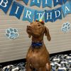 Desert Pups gift card