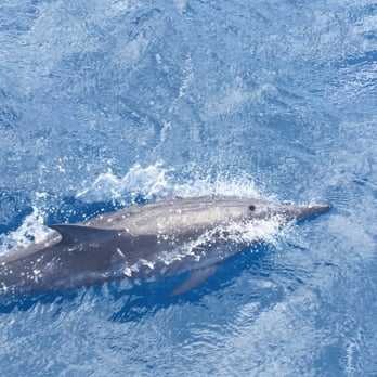 Blue Dolphin Charters - I couldn't believe we saw Dolphins. It was truly a humbling moment. Awesome tour! - Boating Near Me - Eleele, Hawaii