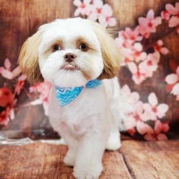 Spoiled Pup - Matcha - Pet Groomers Near Me - Las Vegas, Nevada Spoiled Pup - Matcha - Pet Groomers Near Me - Las Vegas, Nevada