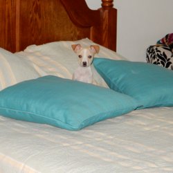 Magnificent Mutts Rescue - Squirt, now known as Brody.