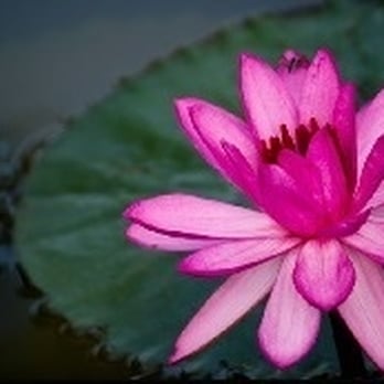 Empower Hypnotics & Wellness Center - Naturopathic/Holistic Near Me - Cary, North Carolina Empower Hypnotics & Wellness Center - Naturopathic/Holistic Near Me - Cary, North Carolina