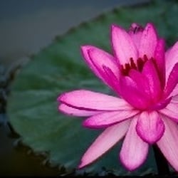 Empower Hypnotics & Wellness Center