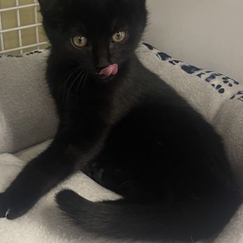 Petco - Beautiful & friendly "Rainbow " looking for her forever home for the holidays - Pet Training Near Me - Wantagh, New York