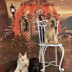 Cinderella Pet Salon - Amazing Vanilla Scotie so special and sweet! I just love grooming them ! the little brussels is a baby dblueberry facial and coconut bath.