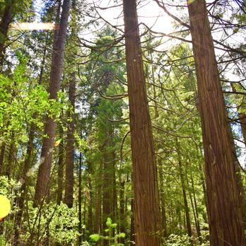Arnold Rim Trail - Hiking Near Me - Arnold, California