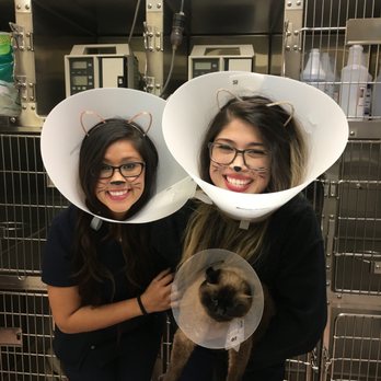 Buckingham-Plano Road Veterinary Clinic - Veterinarians Near Me - Richardson, Texas Buckingham-Plano Road Veterinary Clinic - Veterinarians Near Me - Richardson, Texas