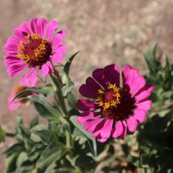 DeBellis Ranch Family Farm