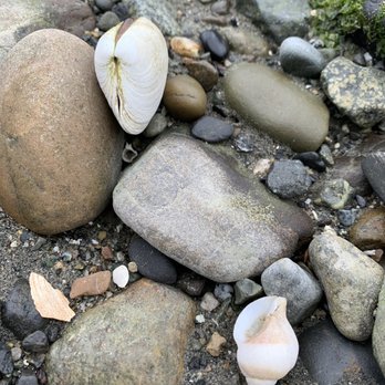 Anacortes Ferry Terminal - Found some cool shells. - Ferries Near Me - Anacortes, Washington
