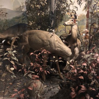 Field Museum - Museums Near Me - Chicago, Illinois