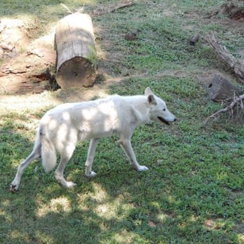 Memphis Zoo - Zoos Near Me - Memphis, Tennessee Memphis Zoo - Zoos Near Me - Memphis, Tennessee