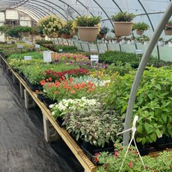 Baltic Greenhouse Nursery - Lots of plants in the spring, well organized, and clean