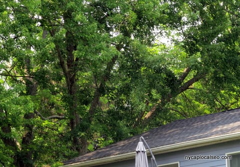 C&D Stump & Tree Removal - tree service in Watervliet, NY