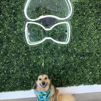 Paws At Main - My baby is so happy after his spa day - Pet Groomers Near Me - Corona, California Paws At Main - My baby is so happy after his spa day - Pet Groomers Near Me - Corona, California