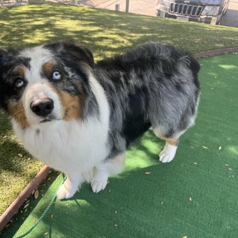Scrub-A-Pup - Pet Groomers Near Me - San Mateo, California Scrub-A-Pup - Pet Groomers Near Me - San Mateo, California