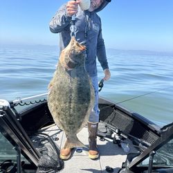 Auburn Outboard Marine - California Halibut from the South SF bay.