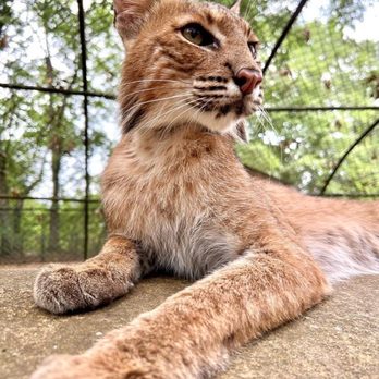Noah's Ark Animal Sanctuary - Animal Shelters Near Me - Locust Grove, Georgia
