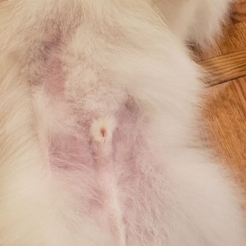 PetSmart Grooming - Hair shaved despite requesting not to shave/trim any of the body hair at all. Seems like they didn't know what they were doing on our pet. - Pet Stores Near Me - Wayne, New Jersey