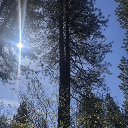 150 foot split pine. Basically two trees. 150 foot split pine. Basically two trees.