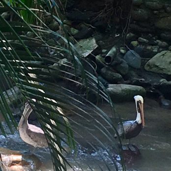 River Café - Mexican Near Me - Puerto Vallarta, JAL
