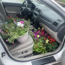 Gardens & Beyond - Between the porch pots, the hanging baskets, and the $3/15 perennials, the car was FULL!
