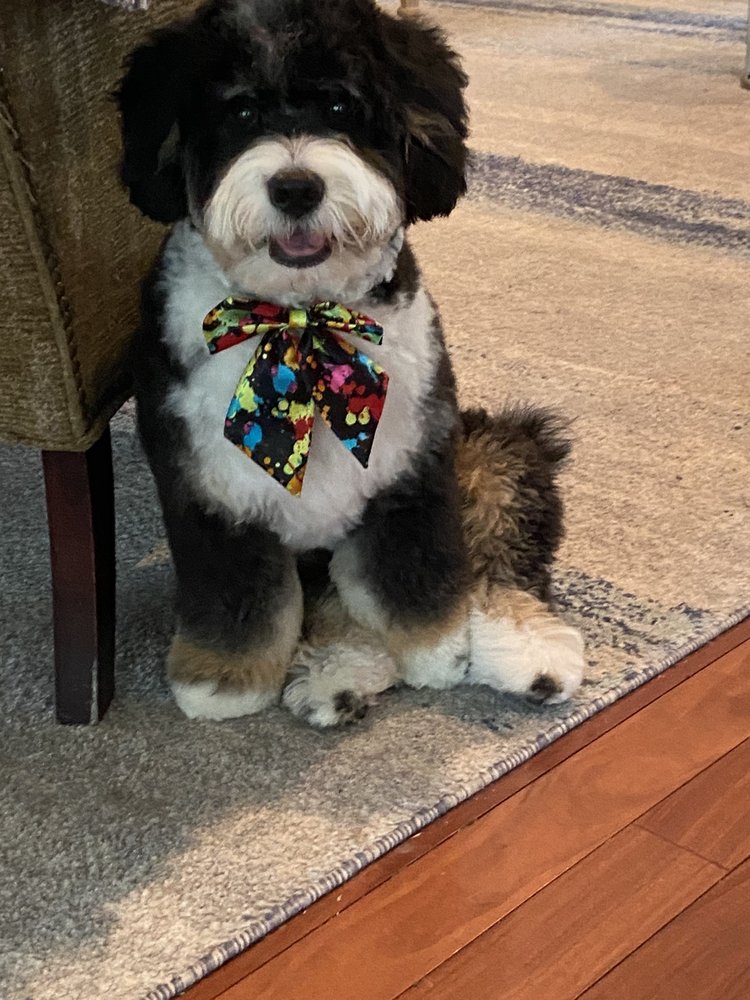 Vanity Pups Image