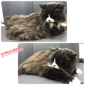 MetroHound Mobile Pet Spa - Pet Groomers Near Me