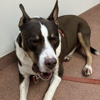 Dermatology for Animals - Albuquerque - Veterinarians Near Me - Albuquerque, New Mexico Dermatology for Animals - Albuquerque - Veterinarians Near Me - Albuquerque, New Mexico