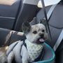 4 Paws Pet Salon