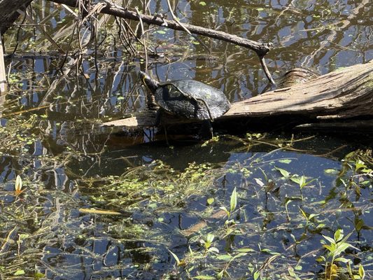 St. Andrews State Park by null