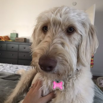 Raise The Ruff Pet Services - Nala. The Labradoodle. The family dog. - Pet Boarding Near Me Raise The Ruff Pet Services - Nala. The Labradoodle. The family dog. - Pet Boarding Near Me