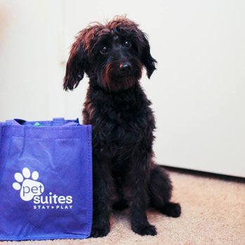 PetSuites Round Rock - Pet Boarding Near Me - Round Rock, Texas PetSuites Round Rock - Pet Boarding Near Me - Round Rock, Texas